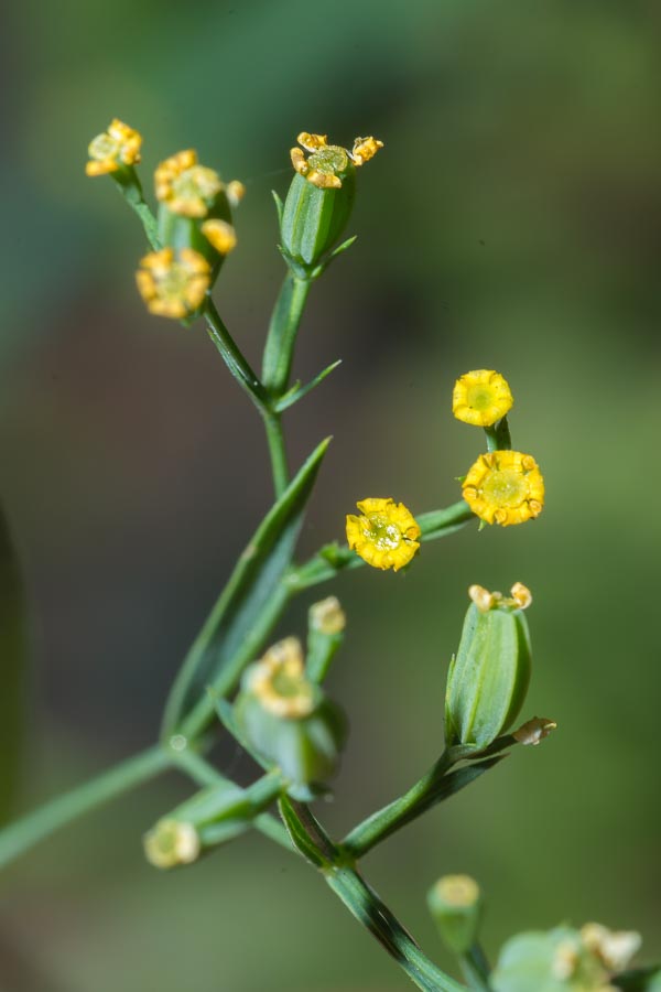 Bupleurum praealtum / Bupleuro lino-selvatico